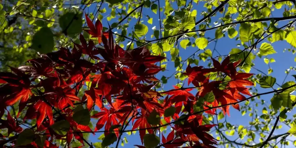 Red maple leaves among green foliage against a clear blue sky