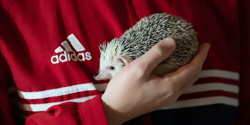 Hedgehog held in a hand wearing a red Adidas jacket