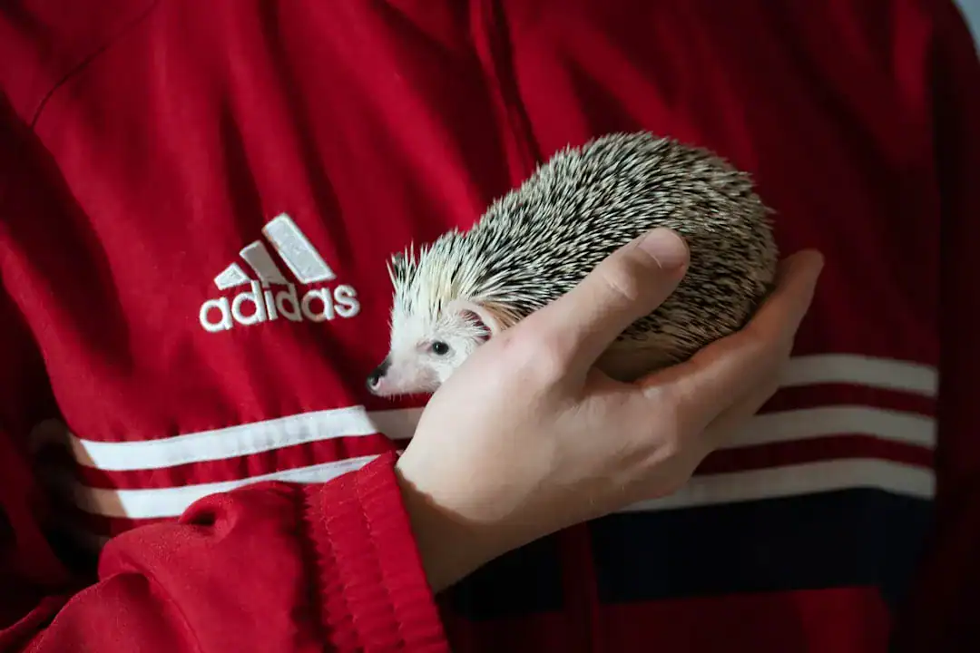 Hedgehog held in a hand wearing a red Adidas jacket